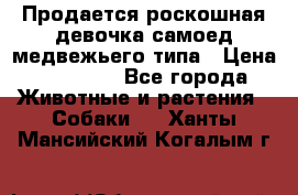 Продается роскошная девочка самоед медвежьего типа › Цена ­ 35 000 - Все города Животные и растения » Собаки   . Ханты-Мансийский,Когалым г.